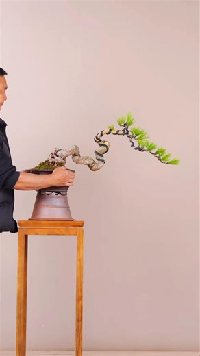 Shape the pine tree according to the drawing. #bonsai #moutainlife #bonsaitree #분재 #garden