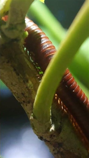 The Millipede WAVE! 🌊 Insane Macro Close-Up Captured on a Phone Lens #SmartphoneMacro #shorts