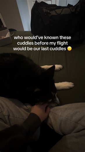 A Heartfelt Farewell to My Beloved Dog Bolt