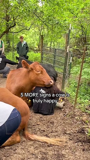 Replying to @no.1 QiJiu fan Here are 5 MORE signs a cow is truly happy! 😌