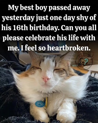 My best buddy is gone. He passed away peacefully with no pain. He was adopted from the shelter when he was about 4 months old and had been my constant friend. I feel so lonely without his presence. Please enjoy his adorable face and please give a smile for him. | Cat Lovers Club