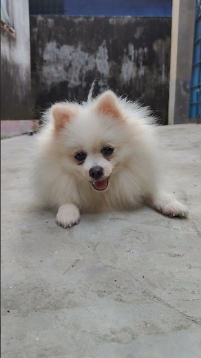 Pomeranian who will you play with first baby toy pom