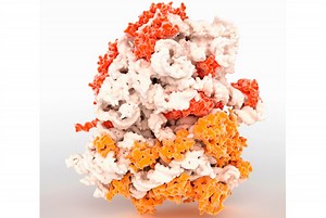 Ribosomes and Protein Synthesis