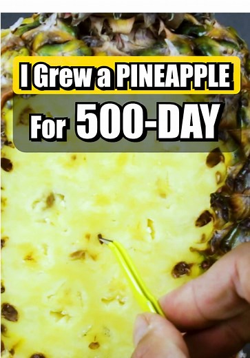 Growing Pineapple from Seed: A Time-Lapse Journey