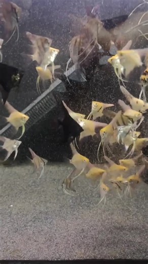 El mejor alimento para tus peces y camarones llega directamente desde Guadalajara hasta tu puerta. Nuestro MIX Artemia Sin Oxígeno es un producto artesanal diseñado para darles la mejor nutrición sin necesidad de equipo extra ni bombas de aire. 🦐💎 ¡Eclosión garantizada y envío gratis a todo el país! ​👉 Nuestra tienda oficial en ML: https://eshops.mercadolibre.com.mx/ARTEMIASALINADEGUADALAJARA ​💰 ¿Buscas el mejor precio? Contáctanos directo por WhatsApp. Al comprar fuera de plataforma, te dam