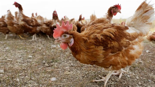 Bird flu cases prompt Iowa to limit movement of live birds