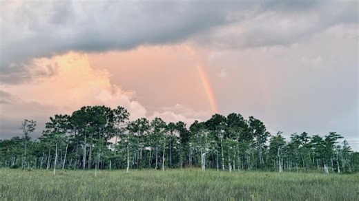 The Beauty of Big Cypress National Preserve: Trekking through the swamp near Florida’s Alligator Alcatraz