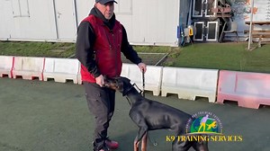 Training the “Guard” position Here we show you exactly step by step how to train your dog to come into the “Guard” position so your dog looks like my dog in this video check this out https://youtu.be/ULcG74ESR98?si=ZqO6J4H6MKdcVQPC. By the end of this video with me and the dog (Full video in the subscribers hub) her owner then takes over and then does the “Guard” position awesome 💯💯🙏🐕✅✅💪🐾 https://www.facebook.com/K9TrainingServices/subscribe/ | K9 Training Services: Dog Training Centre of 