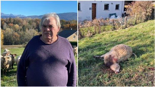 « On ne dort pas tranquille » : le loup attaque désormais aux portes d’Annecy, des victimes témoignent