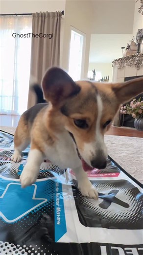 Laser is showing off her best DDR moves! 😂❤️ Have you ever played DDR? | Ghost The Corgi