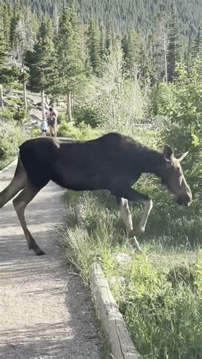 Moose Walks Into Sprague Lake 🫎