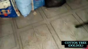 What is cotton tree in the Philippines? Kapok (Tree Cotton), Ceiba pentandra. The white cotton tree with its tall straight trunk, its almost hori- zontal branches, and large odd-looking seed pods is well known to any one who has traveled through the Philippine provinces. This tree is found in nearly all parts of the tropical world. What are the benefits of cotton tree? Cotton is a plant. People use the bark of the root to make medicine. Don't confuse cotton with cottonseed extract (gossypol). Co