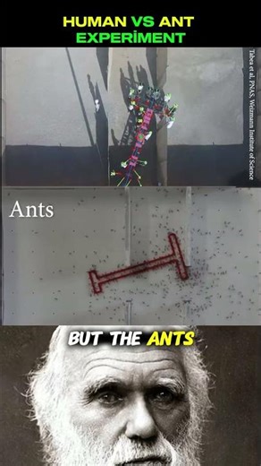 Human vs Ants: Who Really Wins? 🐜🏃‍♂️