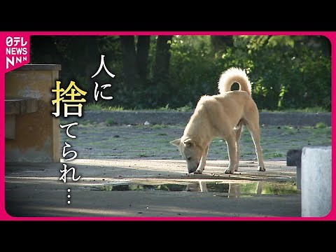 【野犬】513匹を保護… 市内で相次ぐ目撃情報 広がる不安と保護活動 山口 NNNセレクション