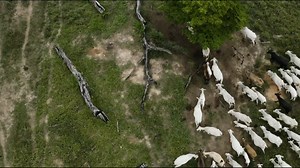 New figures show record surge in Amazon deforestation