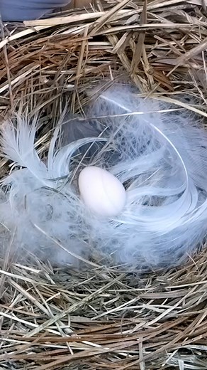 1st Tree Swallow egg in Massachusetts 🇺🇸😁 #wildlife #birdwatching #nature #nestbox #livecam #treeswallow #spring #nestboxlive | Nest Box Live