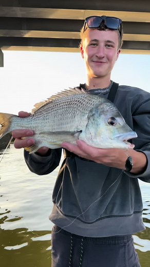 got this horse as a birthday present #bream #breamfishing #fish #lurefishing #fishing #fyp #bigfish #sydneyfishing #fishtok #daiwa #viral