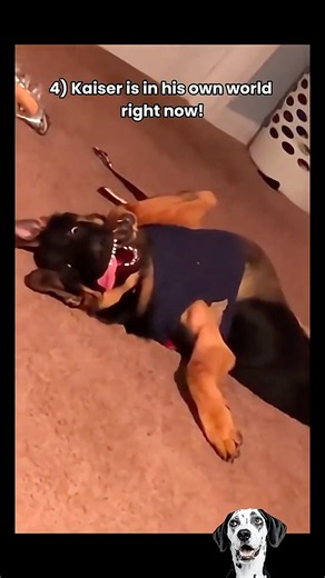 Average Day Owning a German Shepherd 😂 #funny #germanshepherd #dogs #funnypets #gsdpuppy