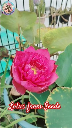 Grow Lotus from seeds / Lotus seeds Planting /Growing Lotus at Home #lotusfromseeds #shorts #lotus