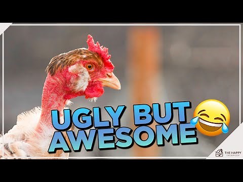 Bald is Beautiful: Unraveling the Mystery of Naked Neck Chickens!