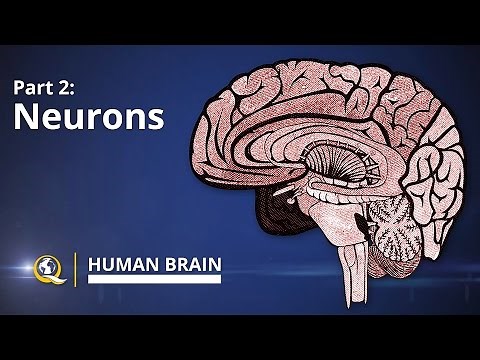 Neurons - Human Brain Series - Part 2