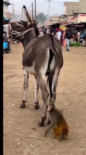 Monkey vs. Donkey: The Ultimate Showdown! 😂🐒