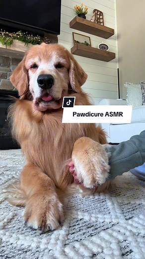 Trim Tucker’s Paws: A Relaxing Dog Grooming Session