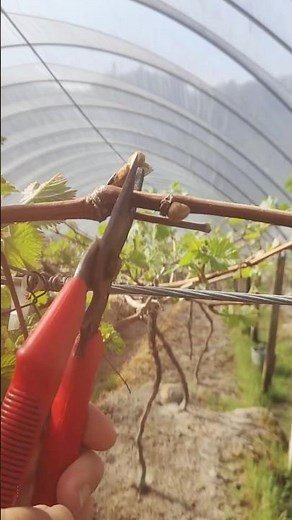 Grape Tree 🍇 Cutting | Full Pruning Guide #grape #pruning #farming #satisfying