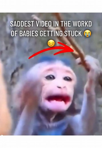 SADDEST VIDEO IN THE WORLD OF BABY MACAQUES GETTING STUCK IN THE WILD 😭😔 #babymonkey #newbornmonkey #pitymonkey #monkeysoftiktok #monkeybaby #monkey #abandonedmonkey #monkeys #babymonkeys #cutemonkey #monkeyface #funnymonkey #funnymonkeys #cutemonkeys #dancemonkey #sadmonkey #poormonkey #monkeyboy #monkeygirl #monkeyvideos #monkeyvideo #monkeylife #cutebabymonkey #monkeylover #monkeylovers #monkeylove #adorablemonkey #littlemonkey #monkeyfun #monkeyfunnyvideo #monkeyfunnyvideos #newbornmonkey 