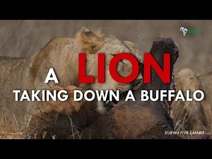 One Lion Taking Down A Big Bull Buffalo In Serengeti National Park In Tanzania