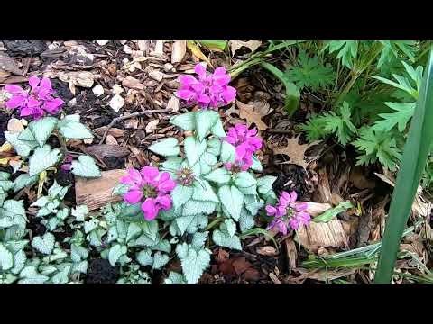 Spotted deadnettle (Lamium maculatum) #gardeninginmyyard