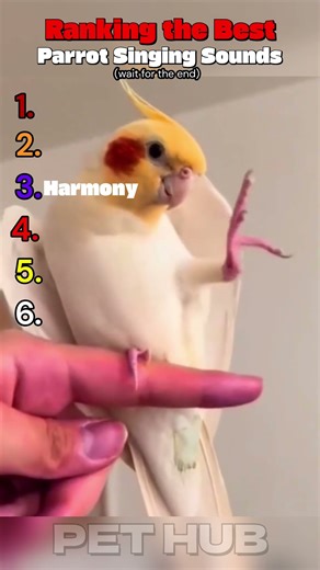 Ranking the Best Parrot Singing Sounds#shorts