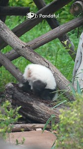 Oh dear! #panda #cute ＃China | Pandaful