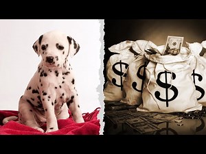 How Much Does it Cost to Own a Dog? 7 things to know.
