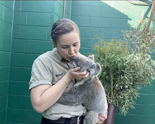 Adorable Koala Gives Heartwarming Hug and Kiss