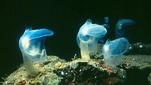 Predatory tunicate - Alchetron, The Free Social Encyclopedia
