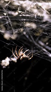 Spider spinning its web at night. Work in progress, continuously moving insect legs, preparing for evening hunting. Chaotic, complex and spooky cobweb scenery. Halloween, nightmare and fear concept.