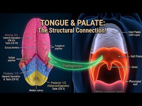 Tongue & Palate