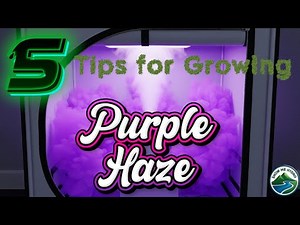 5 Tips for Growing Purple Haze