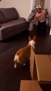 1.1M views · 11K reactions | Hide and seek with my pup  | Zach King | Facebook