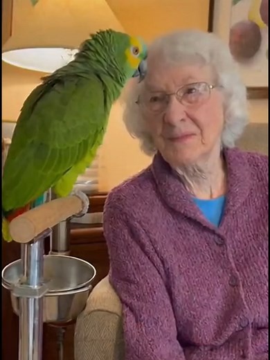 Hilarious Talking Parrot Moments to Make You Laugh