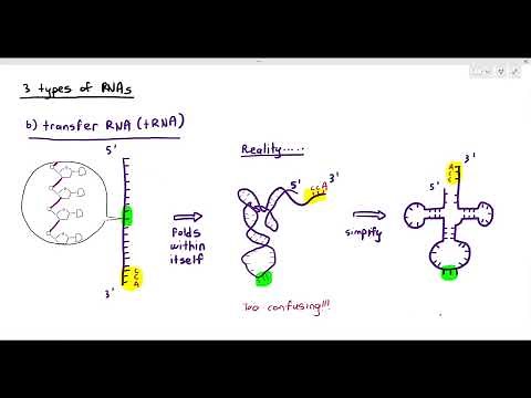 6-4 RNA (Cambridge AS & A Level Biology, 9700)