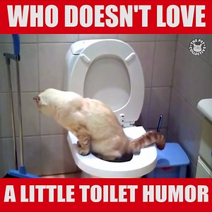 322K views · 1.9K shares | Don't forget to flush. | The Pet Collective | Facebook