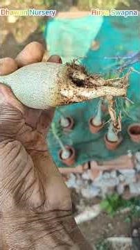 #adenium #repotting #codex #flowers #increase #lesson