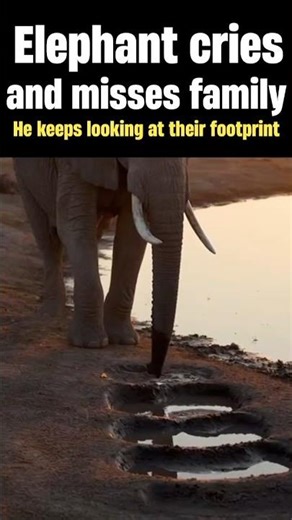 Watch how elephant cries‼️ #animals #wildlifeentertainment #elephant el