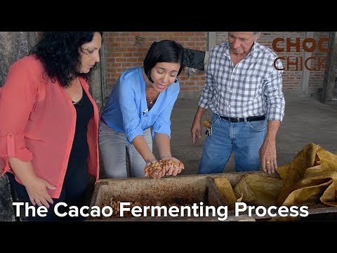 The Cacao Fermenting Fermentation Process