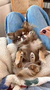 68K views · 3.6K reactions |  Ep.1: Is my chihuahua sleeping or is she broken ‍♀️ / Now who wants the sequel (or should I say sleep-quel)?? 來 | Lou the Chichi | Facebook