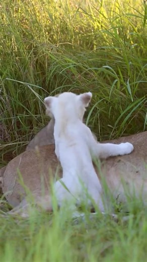 white Lion Cub 🔥🦁🔥 #wildlifeentertainment #wildlifeentertainment #liontiger #lion