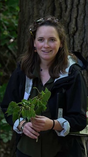Master of Forestry Degree || The UMaine Grad School