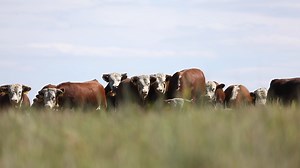 1.7K views · 31 reactions | Tomorrow is sale day for our 2022 Fall Bull Sale! Watch and bid live on Superior Livestock / Superior Productions or DV Auction if you can't make it in person. Find all the sale info here: https://www.hoffmanranch.com/bulls-for-sale/ | Hoffman Ranch | Facebook